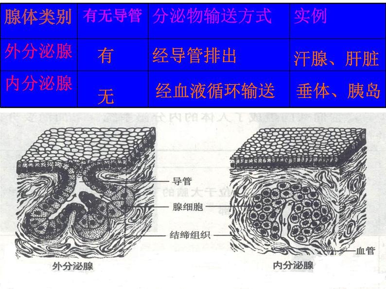 苏教版生物七年级下册 第十二章 第一节 人体的激素调节 (2)（课件）第3页