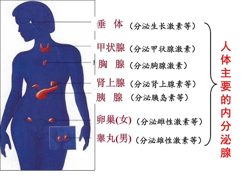 苏教版生物七年级下册 第十二章 第一节 人体的激素调节 (2)（课件）第4页