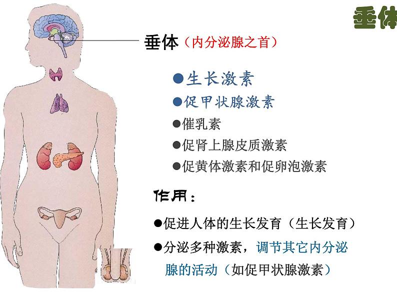 苏教版生物七年级下册 第十二章 第一节 人体的激素调节 (2)（课件）第5页