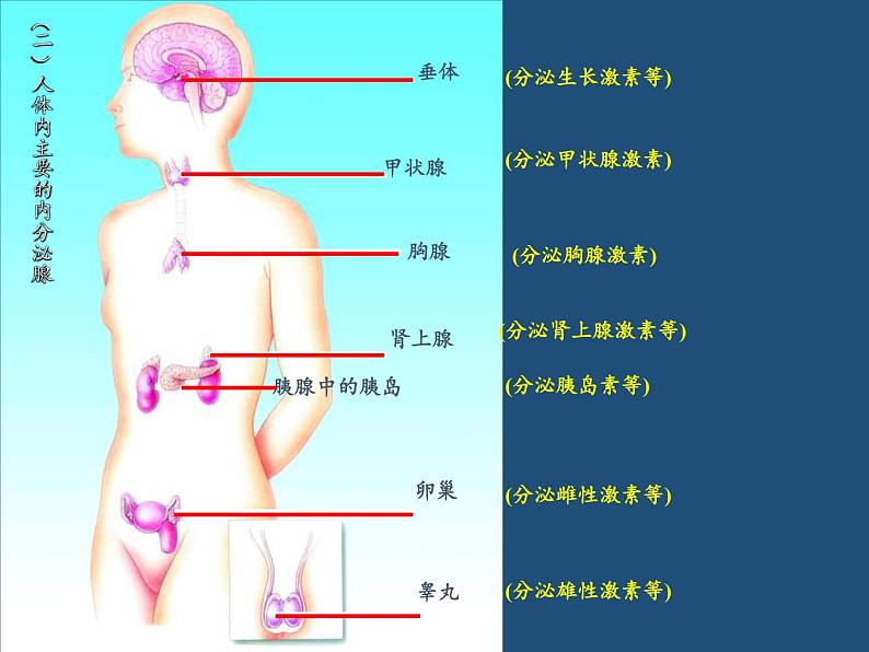 苏教版生物七年级下册 第十二章 第一节 人体的激素调节(16)（课件）第7页