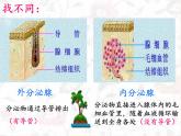 苏教版生物七年级下册 第十二章 第一节 人体的激素调节(8)（课件）