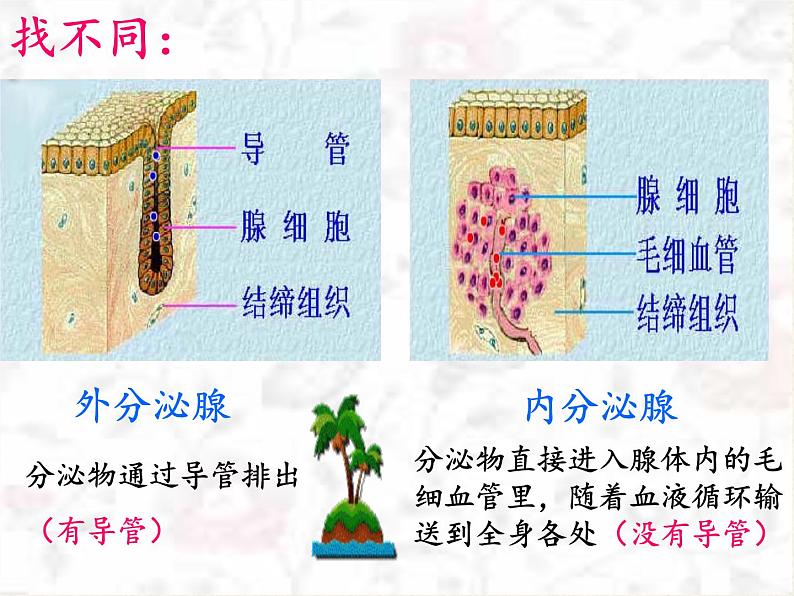 苏教版生物七年级下册 第十二章 第一节 人体的激素调节(8)（课件）第5页