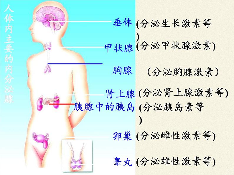 苏教版生物七年级下册 第十二章 第一节 人体的激素调节(8)（课件）第7页