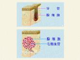 苏教版生物七年级下册 第十二章 第一节 人体的激素调节(11)（课件）