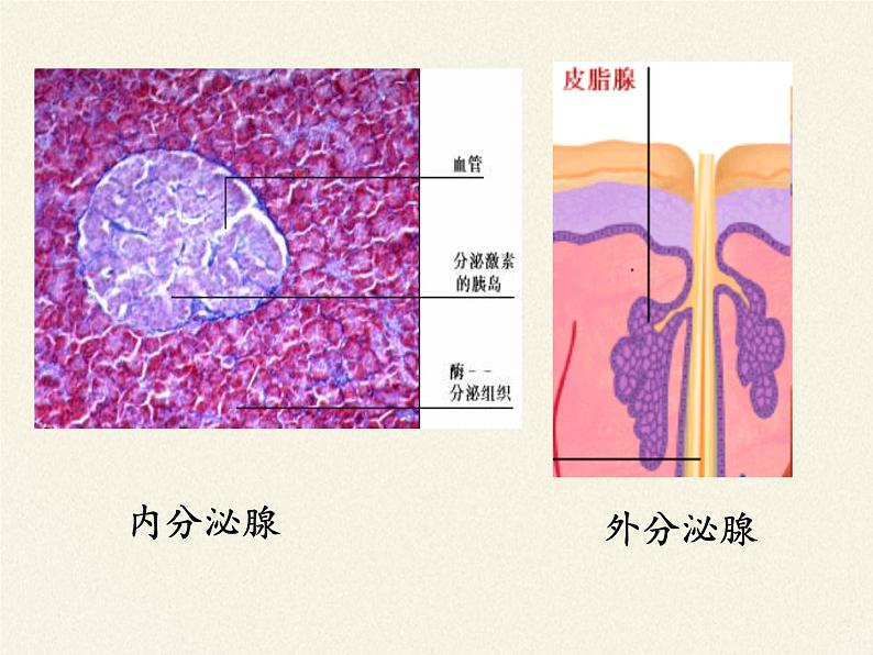 苏教版生物七年级下册 第十二章 第一节 人体的激素调节(12)（课件）第5页