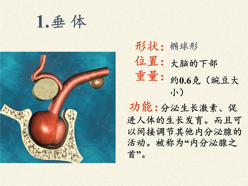 苏教版生物七年级下册 第十二章 第一节 人体的激素调节(12)（课件）第8页