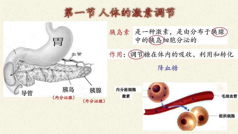 苏教版生物七年级下册 第十二章 第一节 人体的激素调节(19)（课件）第3页