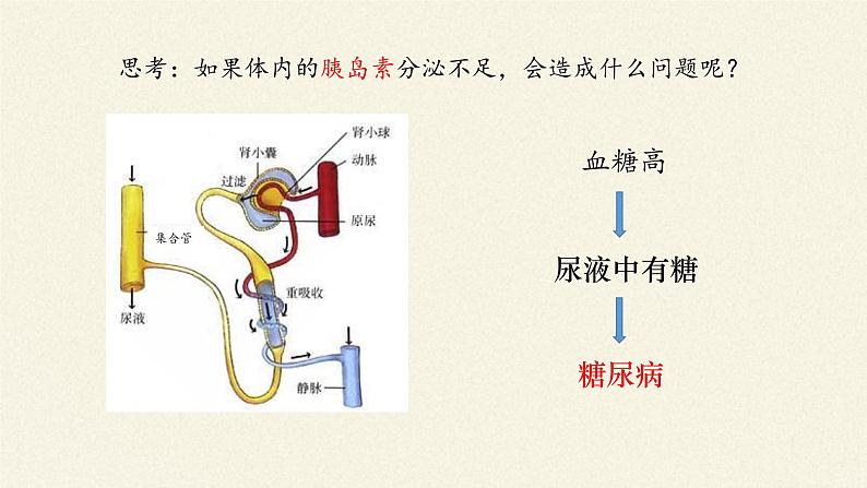 苏教版生物七年级下册 第十二章 第一节 人体的激素调节(19)（课件）第4页