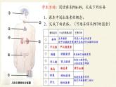 苏教版生物七年级下册 第十二章 第一节 人体的激素调节(19)（课件）