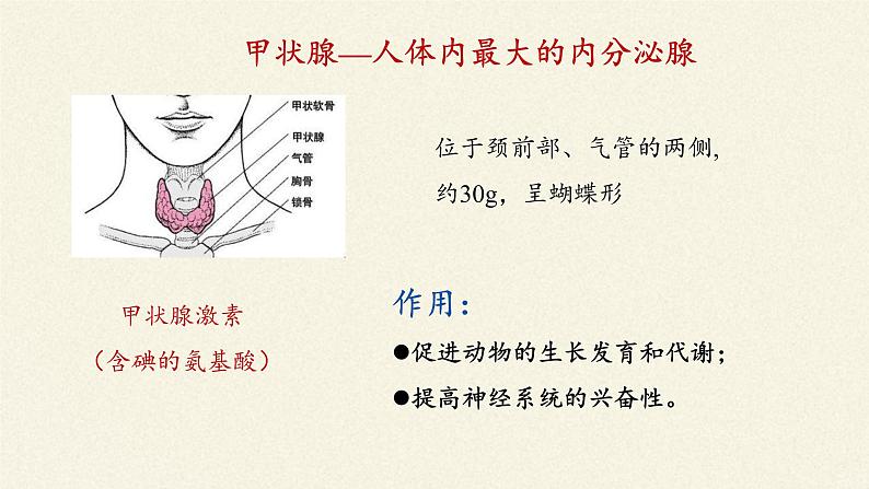 苏教版生物七年级下册 第十二章 第一节 人体的激素调节(19)（课件）第7页