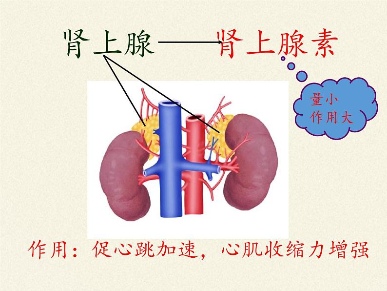 苏教版生物七年级下册 第十二章 第一节 人体的激素调节(21)（课件）第2页