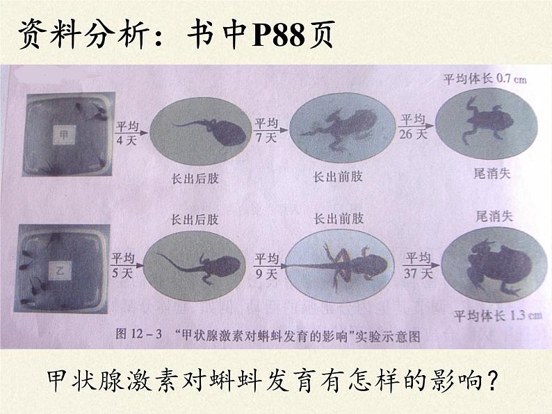 苏教版生物七年级下册 第十二章 第一节 人体的激素调节(21)（课件）第3页