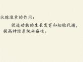 苏教版生物七年级下册 第十二章 第一节 人体的激素调节(21)（课件）