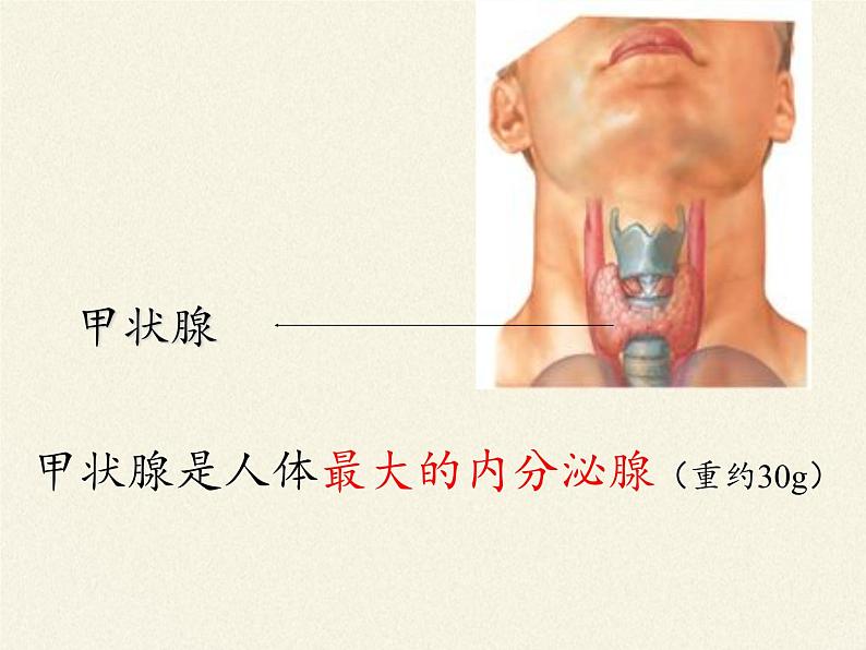 苏教版生物七年级下册 第十二章 第一节 人体的激素调节(21)（课件）第6页