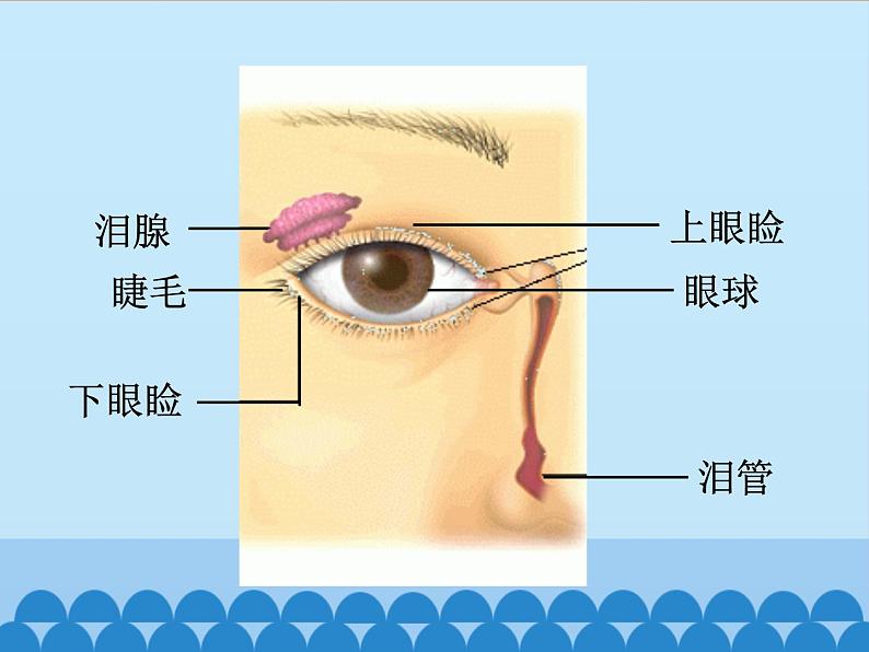 苏教版生物七年级下册 第十二章 第三节 人体感知信息_1（课件）03