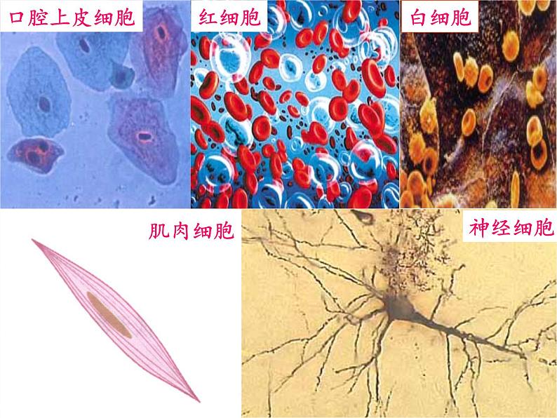 苏教版生物七年级下册 第十二章 第二节 人体的神经调节(2)（课件）08