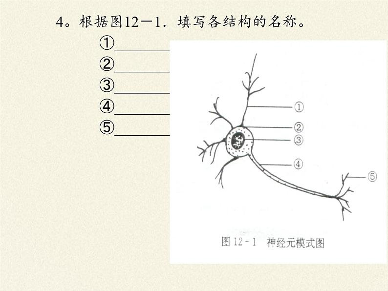 苏教版生物七年级下册 第十二章 第二节 人体的神经调节(7)（课件）04