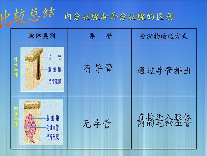 苏教版生物七年级下册 第十二章 第一节 人体的激素调节(22)（课件）03