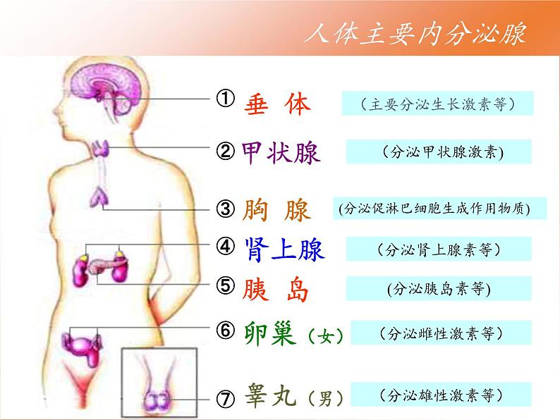 苏教版生物七年级下册 第十二章 第一节 人体的激素调节(22)（课件）06