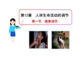 苏教版生物七年级下册 第十二章 第一节 人体的激素调节_1（课件）