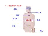 苏教版生物七年级下册 第十二章 第一节 人体的激素调节_1（课件）