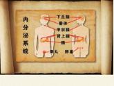 苏教版生物七年级下册 第十二章 第一节 人体的激素调节(20)（课件）
