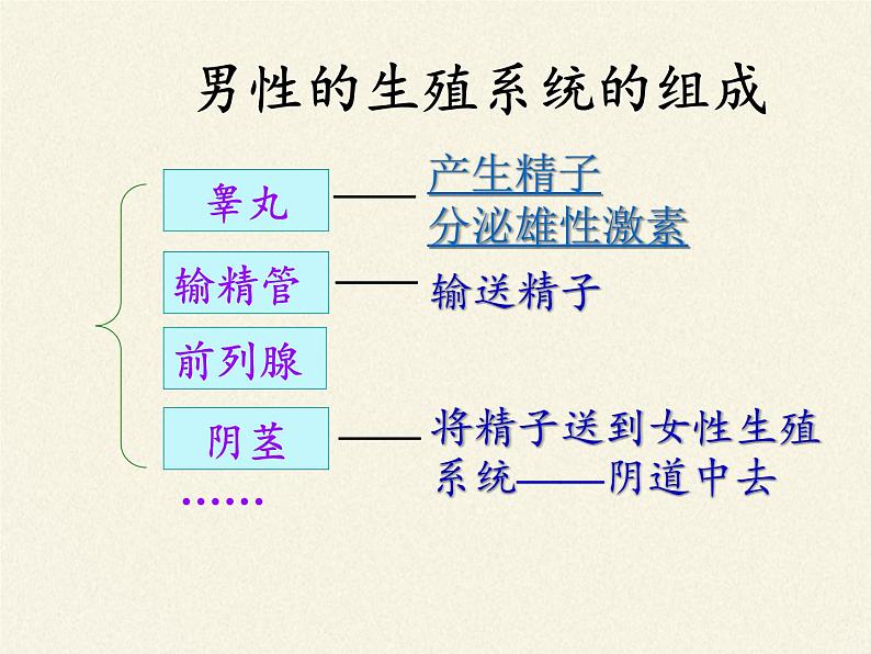 苏教版生物七年级下册 第八章 第一节 精卵结合孕育新的生命(2)（课件）05