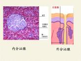 苏教版生物七年级下册 第十二章 第一节 人体的激素调节(14)（课件）
