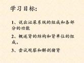 苏教版生物七年级下册 第十一章 第一节 人体泌尿系统的组成(6)（课件）