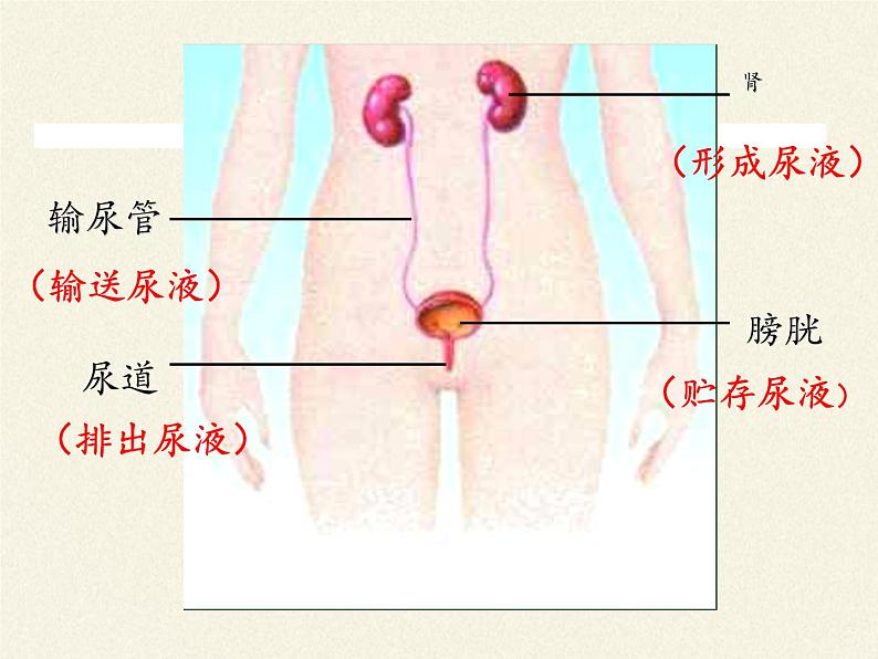 苏教版生物七年级下册 第十一章 第一节 人体泌尿系统的组成(6)（课件）07