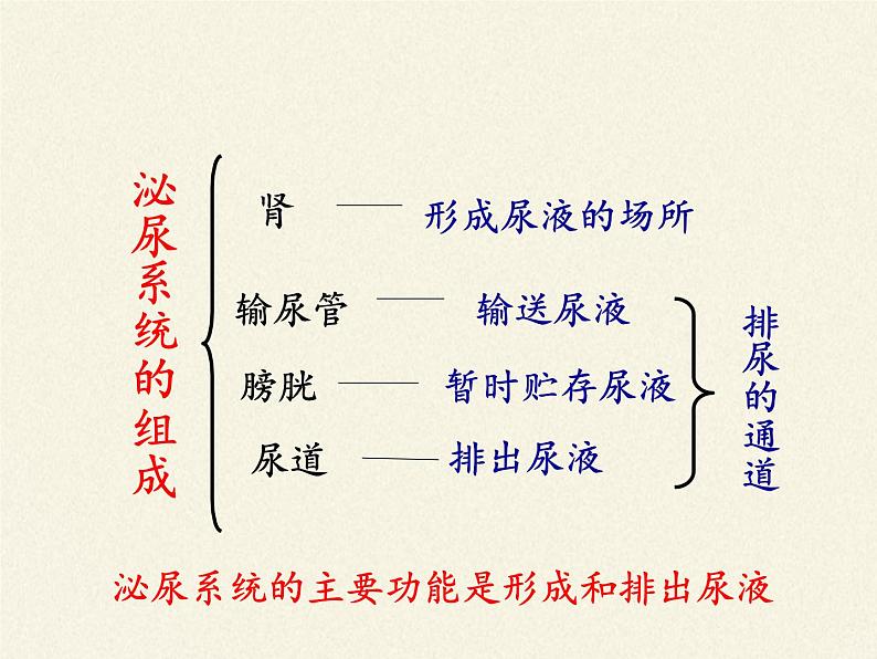 苏教版生物七年级下册 第十一章 第一节 人体泌尿系统的组成(6)（课件）08