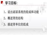 苏教版生物七年级下册 第十一章 第一节 人体泌尿系统的组成 (2)（课件）