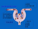 苏教版生物七年级下册 第十一章 第二节 人体废物的排出(3)（课件）