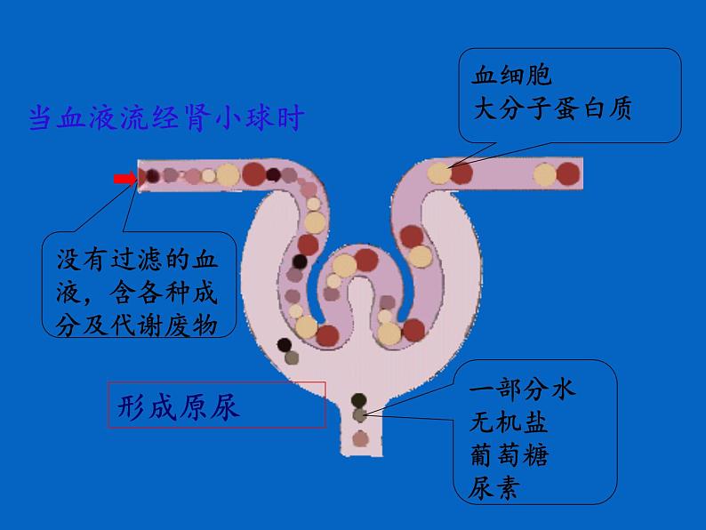 苏教版生物七年级下册 第十一章 第二节 人体废物的排出(3)（课件）第4页