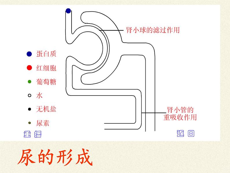 苏教版生物七年级下册 第十一章 第二节 人体废物的排出(3)（课件）第5页