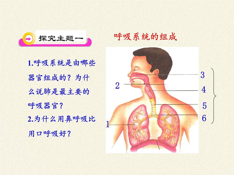 苏教版生物七年级下册 第十章 第三节 人体和外界环境的气体交换（课件）第4页