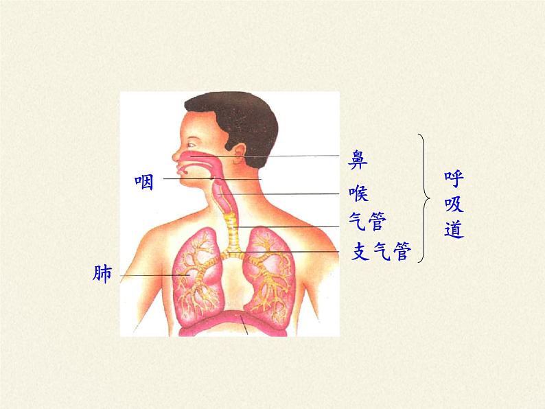 苏教版生物七年级下册 第十章 第三节 人体和外界环境的气体交换（课件）第5页