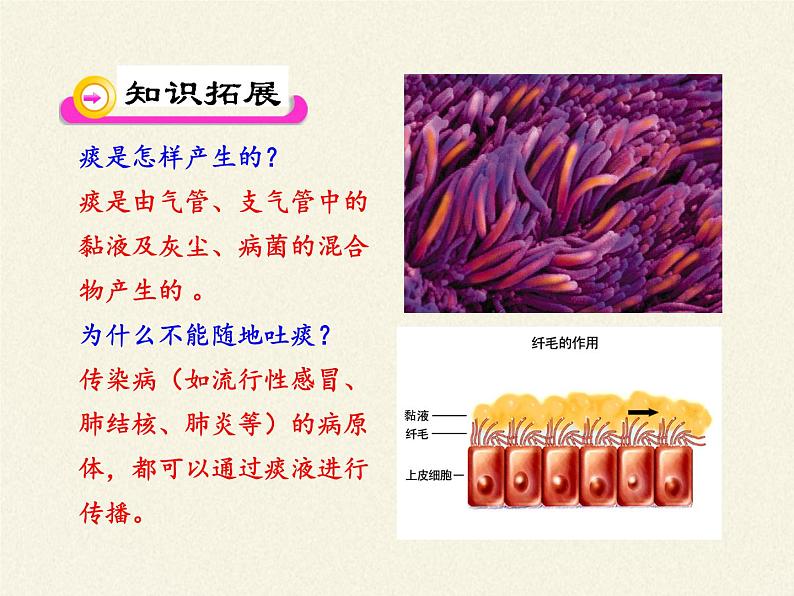 苏教版生物七年级下册 第十章 第三节 人体和外界环境的气体交换（课件）第7页