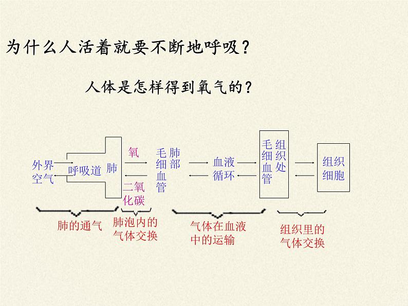 苏教版生物七年级下册 第十章 第五节 人体能量的供给(8)（课件）第8页