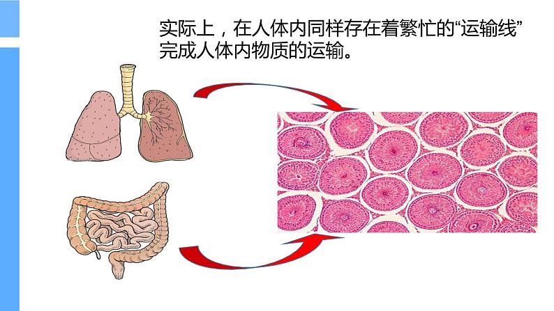 苏教版生物七年级下册 第十章 第一节 血液和血型 (2)（课件）第4页