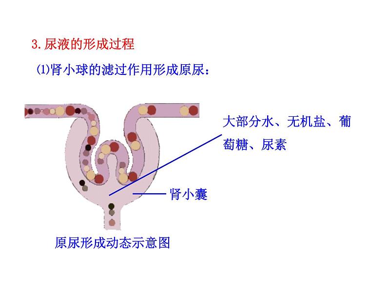 苏教版生物七年级下册 第十一章 第二节 人体废物的排出_1（课件）08