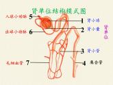 苏教版生物七年级下册 第十一章 第二节 人体废物的排出(10)（课件）