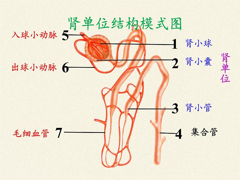 苏教版生物七年级下册 第十一章 第二节 人体废物的排出(10)（课件）03