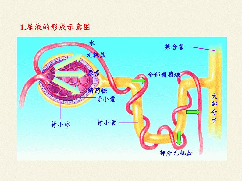 苏教版生物七年级下册 第十一章 第二节 人体废物的排出(10)（课件）08