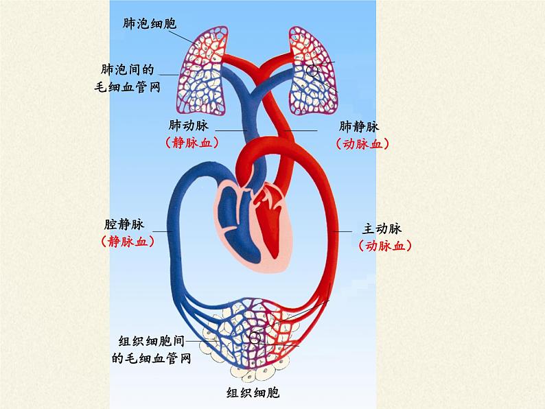 苏教版生物七年级下册 第十章 第四节 人体内的气体交换(9)（课件）第8页