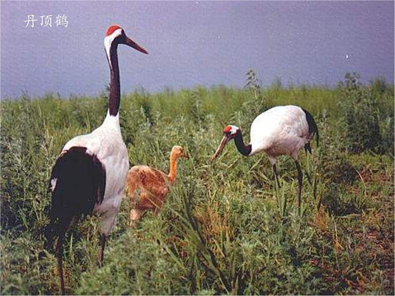 苏教版生物七年级下册 第十三章 第二节 保护生物圈——从自身做起(8)（课件）第3页