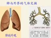 苏教版生物七年级下册 第十章 第三节 人体和外界环境的气体交换(3)（课件）