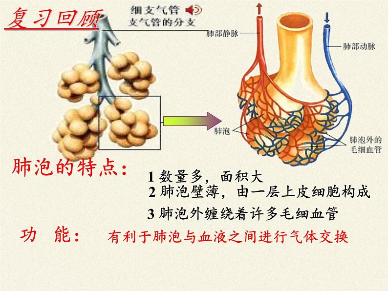 苏教版生物七年级下册 第十章 第四节 人体内的气体交换（课件）第2页