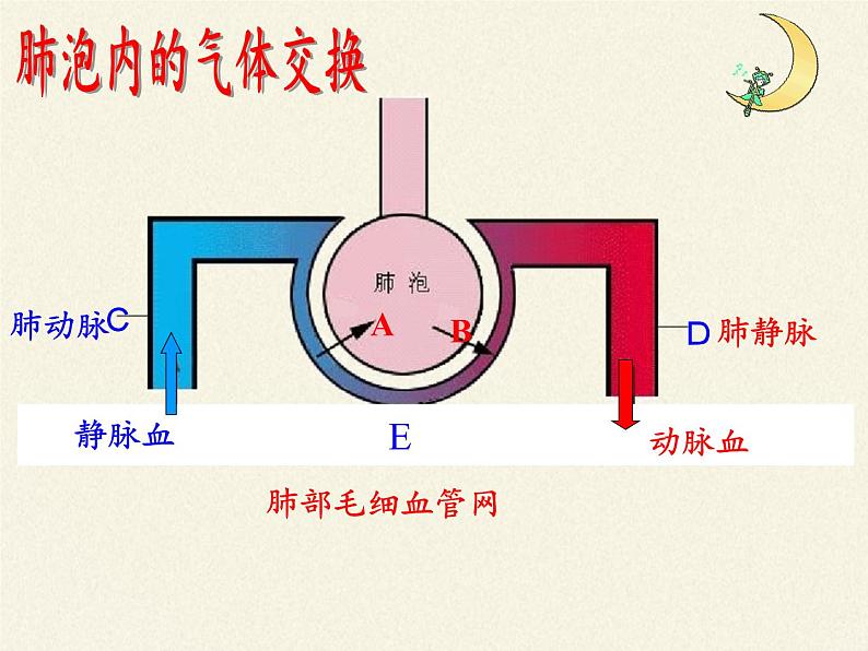 苏教版生物七年级下册 第十章 第四节 人体内的气体交换（课件）第8页