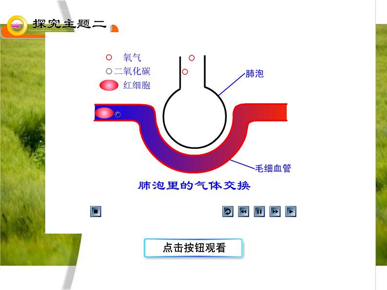 苏教版生物七年级下册 第十章 第四节 人体内的气体交换（课件）第7页